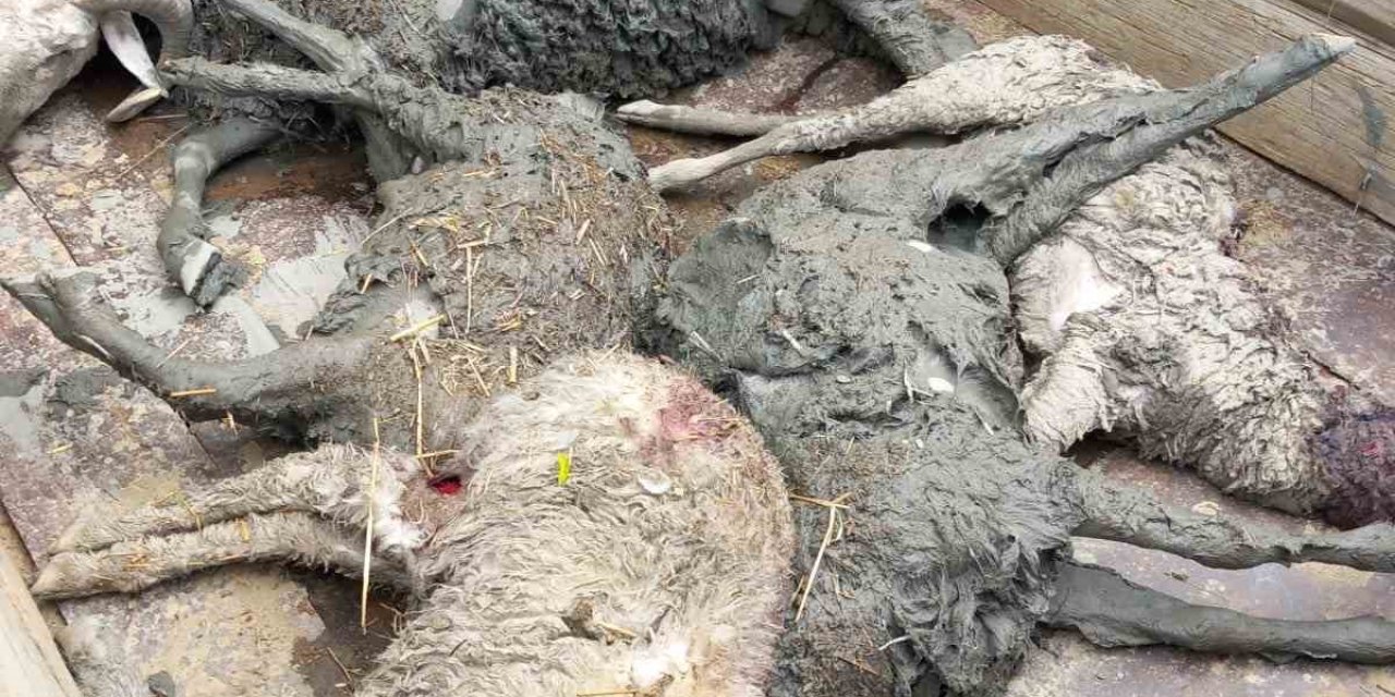 Köye İnen Kurt 20 Koyunu Telef Etti