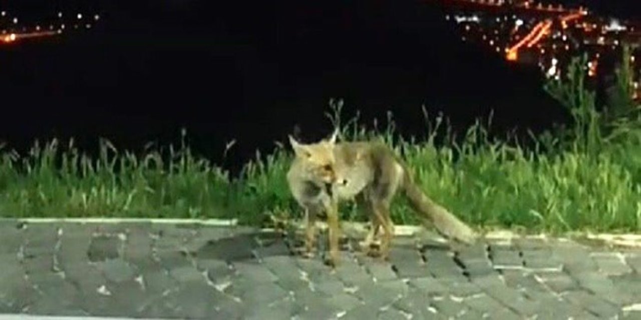 Elazığ’da Aç Kalan Tilkiler Şehre İndi