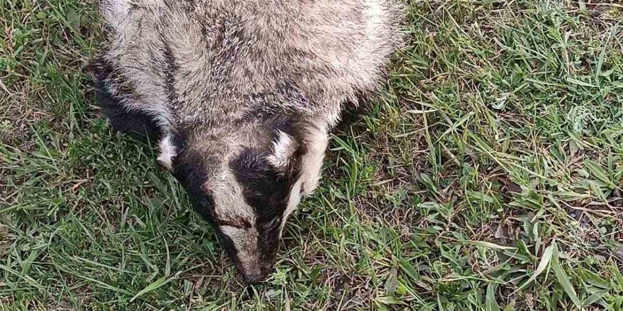 Nesli Tükenmekte Olan Porsuğa Araba Çarptı