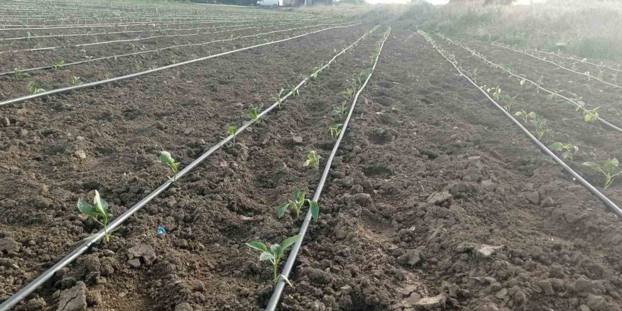 Eskişehir’de Geçtiğimiz Günlerde Yaşanan Zirai Don Ve Kırağı Sonrası Fideler Zarar Gördü