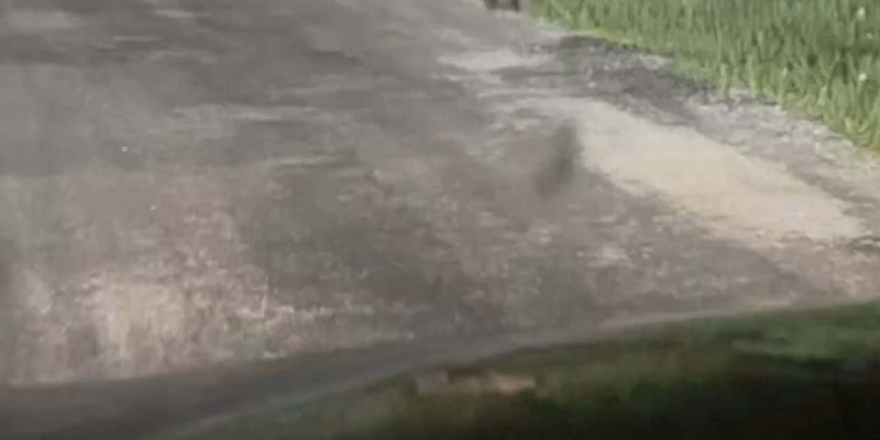 Yola Çıkan Ayıları Vatandaşlar Görüntüledi