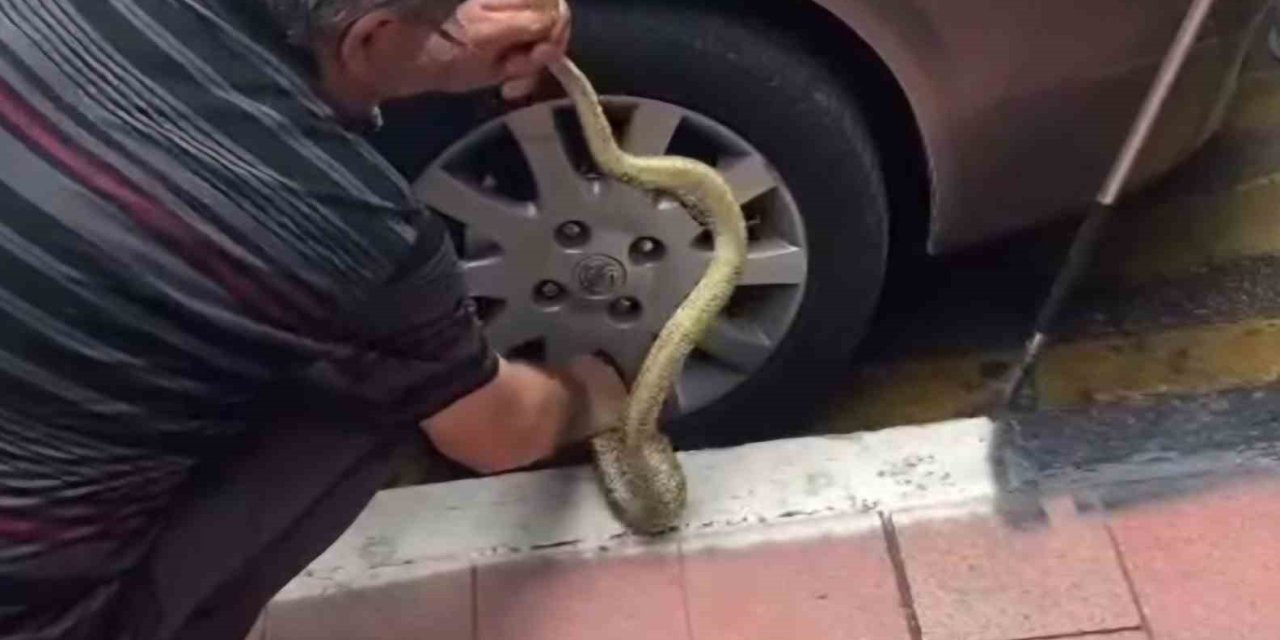 Arabadaki Yılanı Korkusuzca Çıkardı, Görenler Hayret Etti