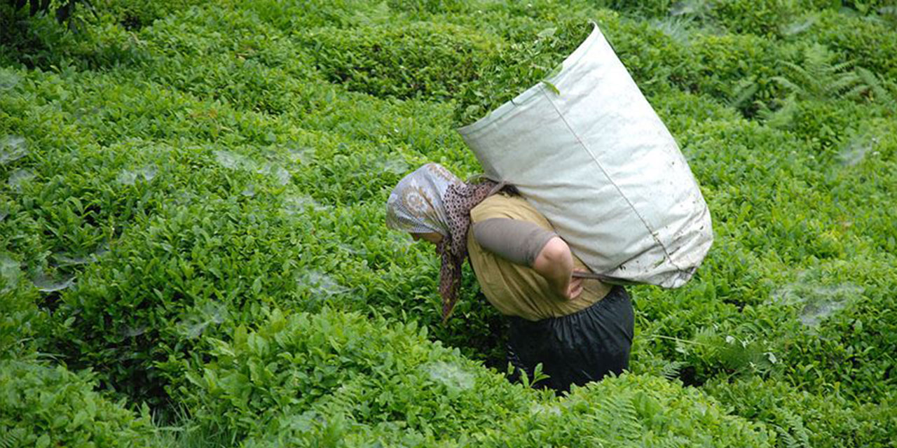 ÇAYKUR Haziran Ayı Çay Paralarını Yarın Banka Hesaplarına Aktaracak