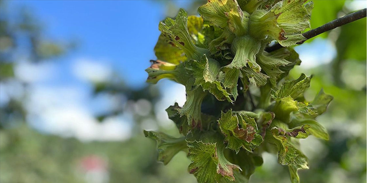 Giresun'da fındık hasat tarihleri belirlendi