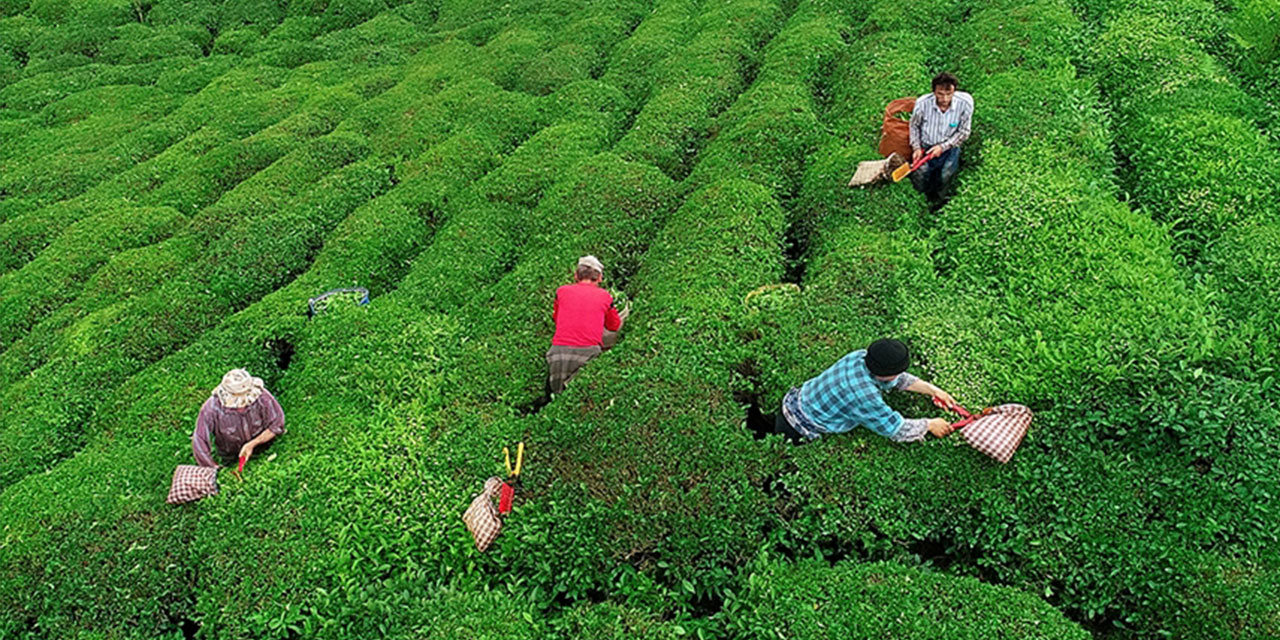 ÇAYKUR, Haziran Ayı Çay Bedellerini Üreticilerin Banka Hesaplarına Aktardı