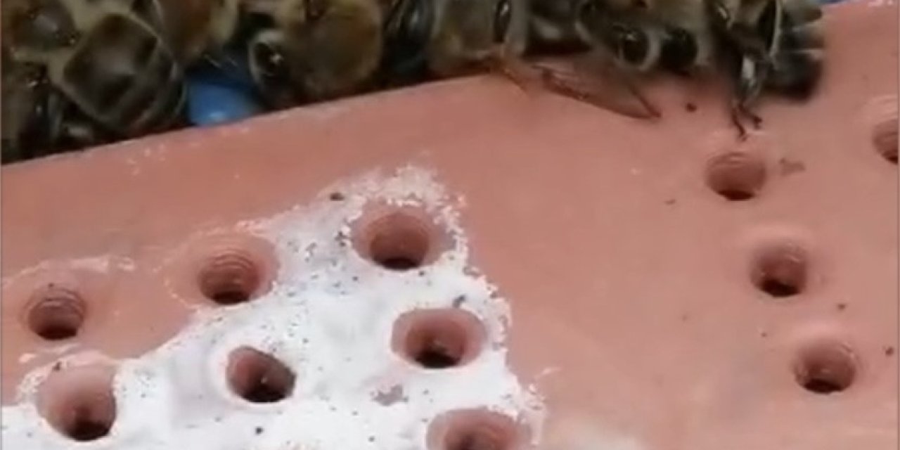 Çanakkale’de 80 Kovandaki Çok Sayıda Arı Telef Oldu