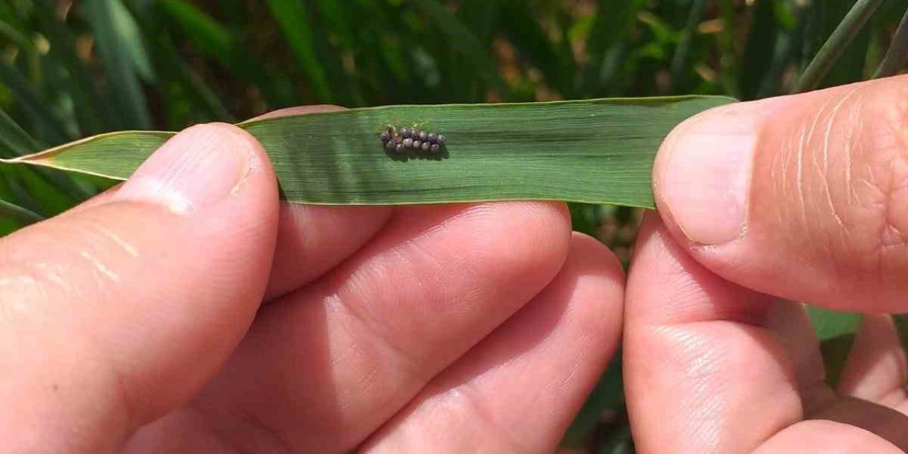 Süne İle Mücadele Çalışmaları Hasat Zamanına Kadar Devam Edecek