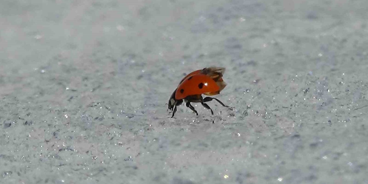 Van’da Doğa Canlandı, Böcekler Karın Üstüne Çıktı