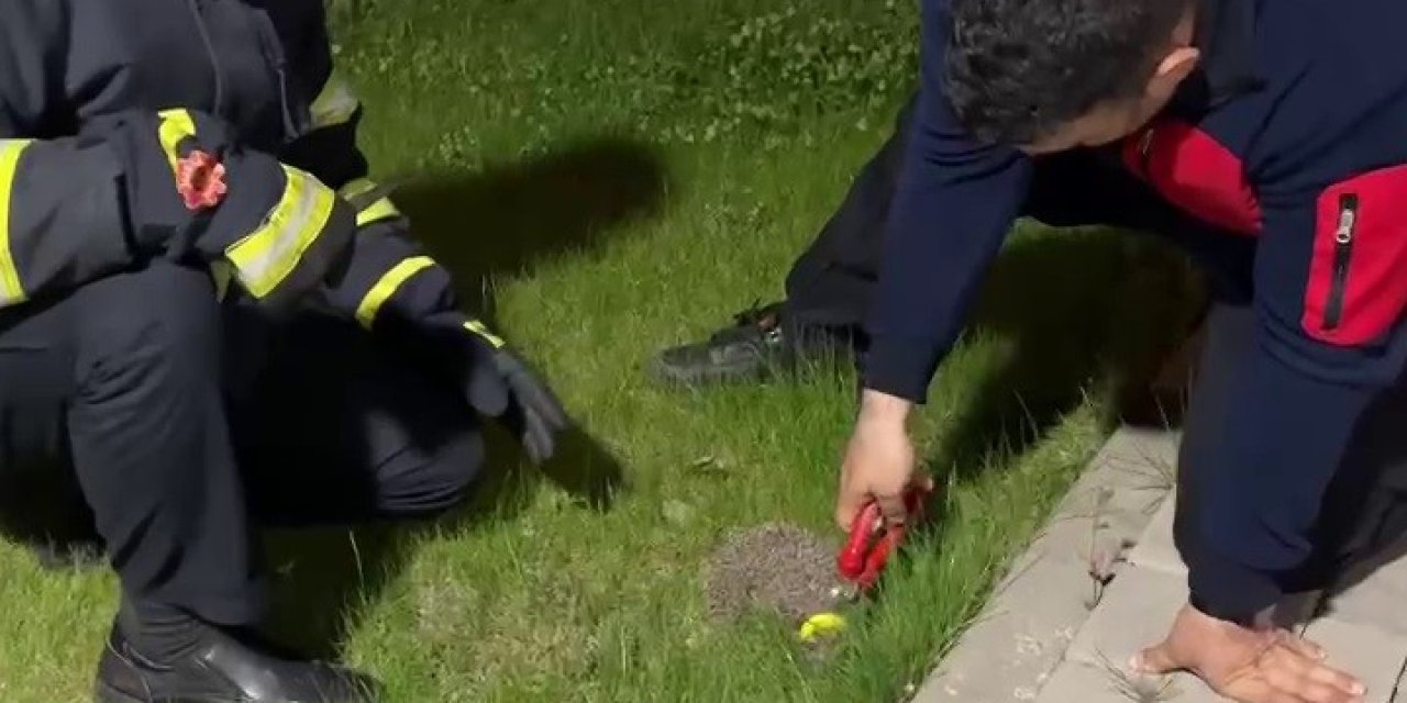 Boynuna Halka Sıkışan Kirpi İtfaiyeye Sığındı