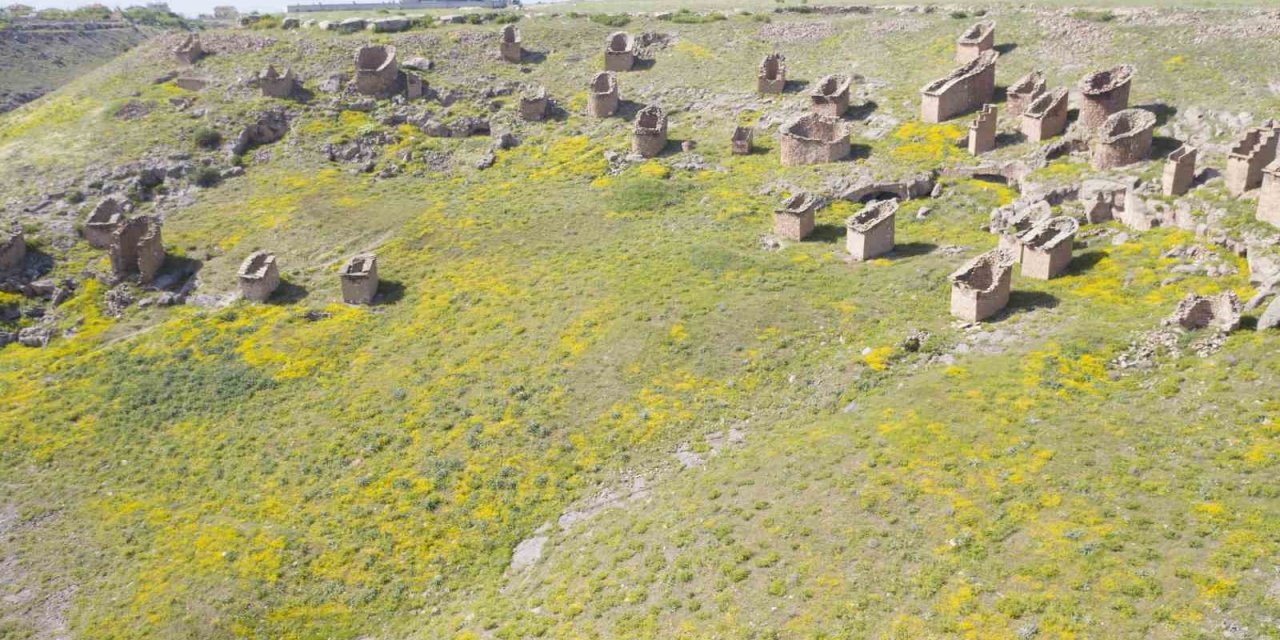 Türkülere Konu Olan Gesi Bağları Koruma Altına Alınacak