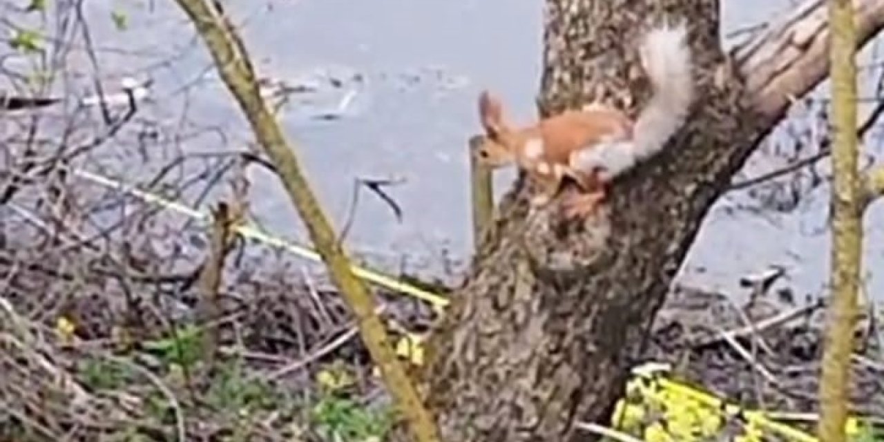 Ağacın Dalında Dolaşan Sincap Böyle Görüntülendi