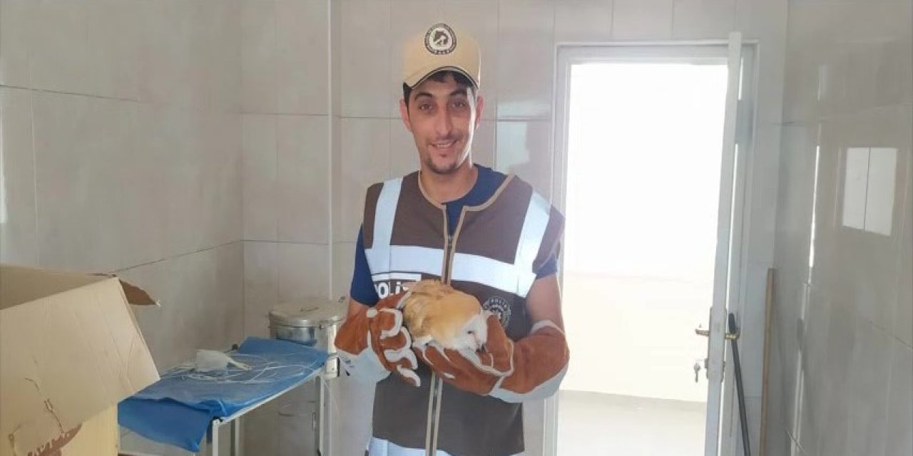 Hatay’da yaralı bulunan peçeli baykuş koruma altına alındı