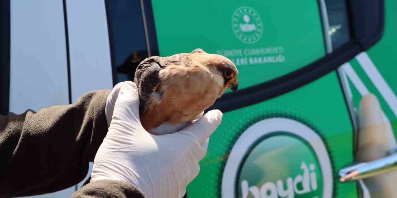 Jandarma Yaralı Doğana Sahip Çıktı