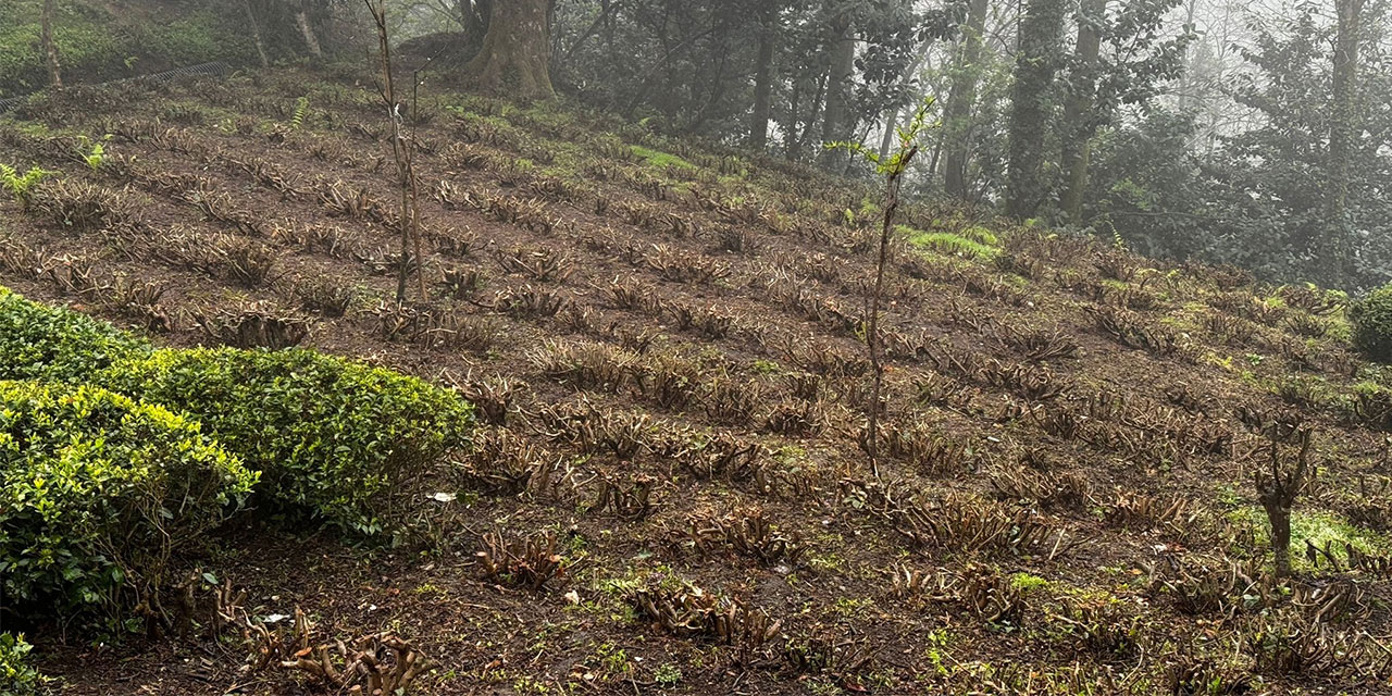 Yaş Çayda Budamanın 10’da 1’e Düşürülme Kararı Resmi Gazete’de Yayımlandı