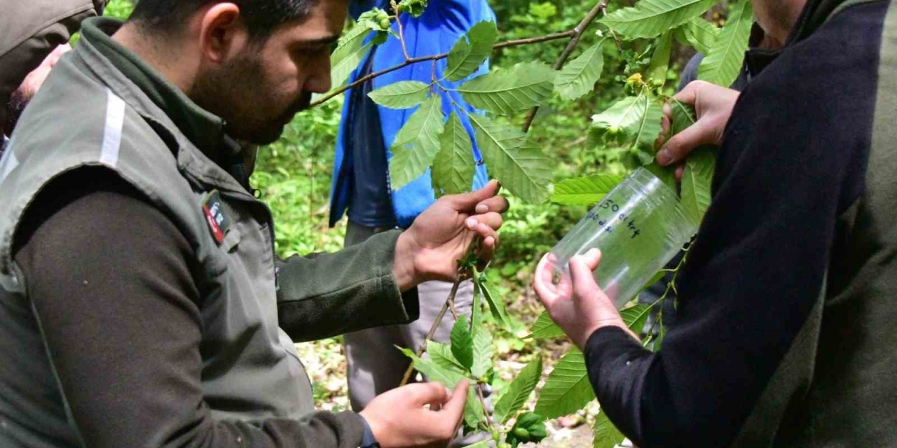 Karadeniz’de Kestanede Verimini Düşüren Gal Arılarına Karşı Biyolojik Mücadele Sürüyor