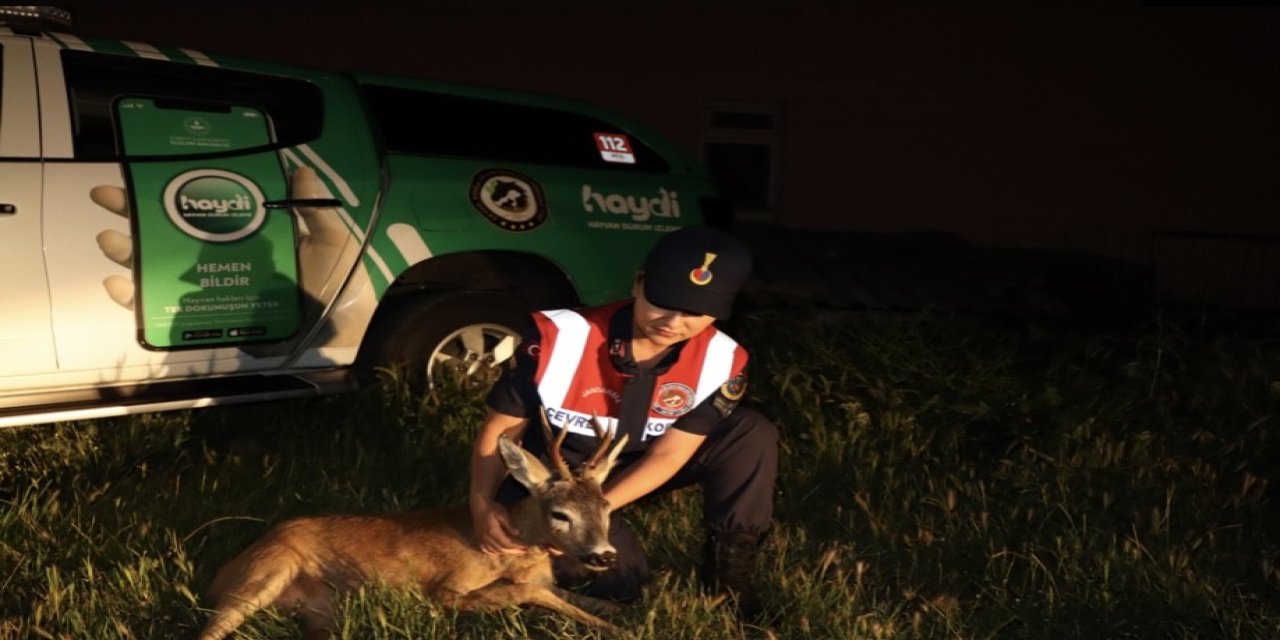 Kırklareli’nde Yaralı Karaca Tedavi Altında Alındı