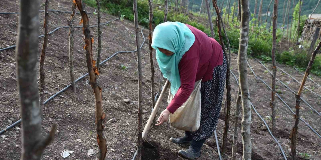 Bin Rakımdaki Tarlalarda Tohumları Toprakla Buluşturuyorlar