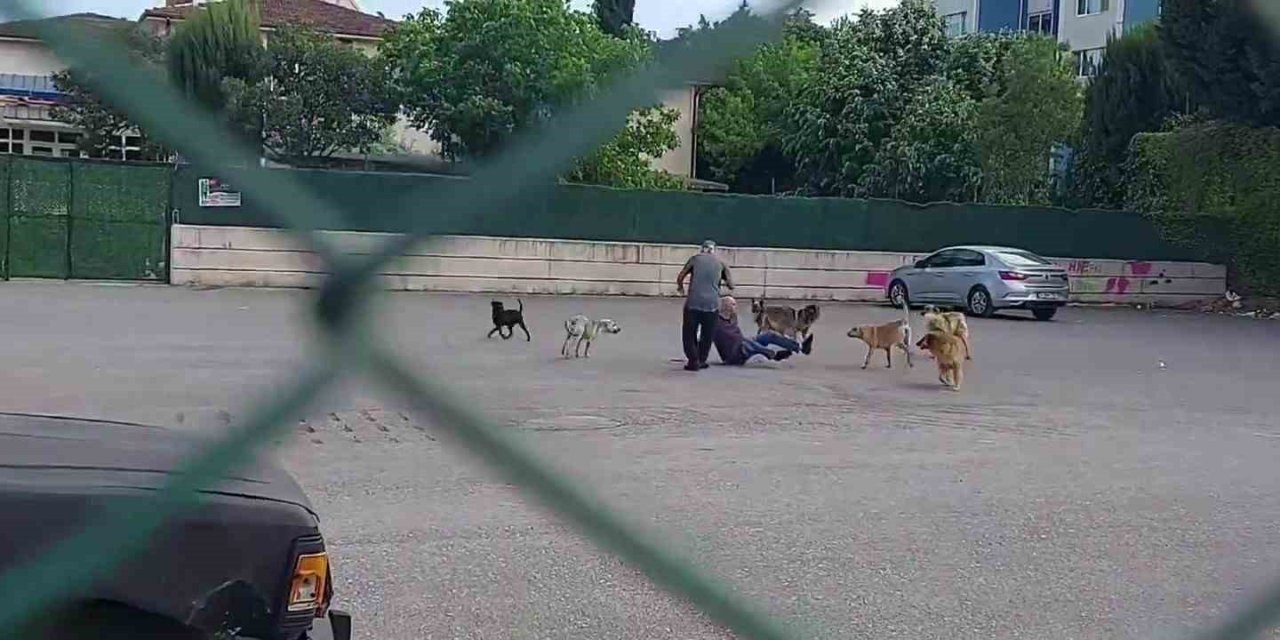Sokak Ortasında 10 Köpeğin Saldırısına Uğradı