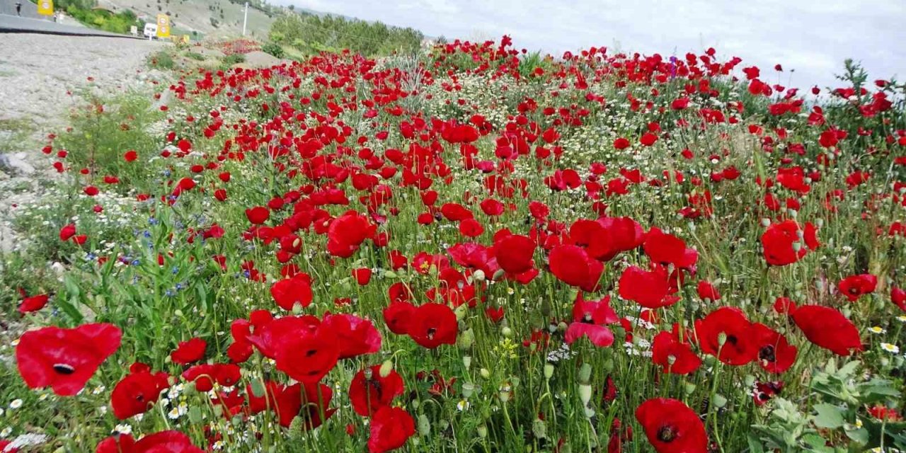 Hisarcık’ta Gelincik Çiçeklerinden Görsel Şölen