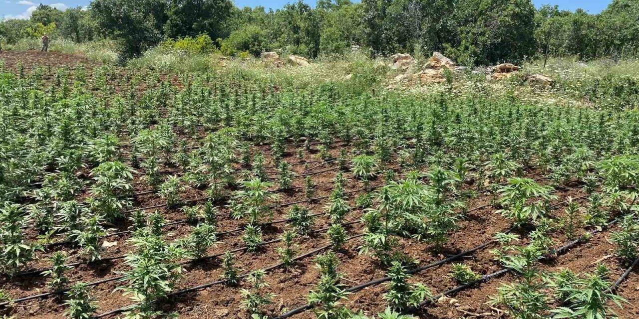 Lice’de 90 Bin Kök Kenevir Ele Geçirildi