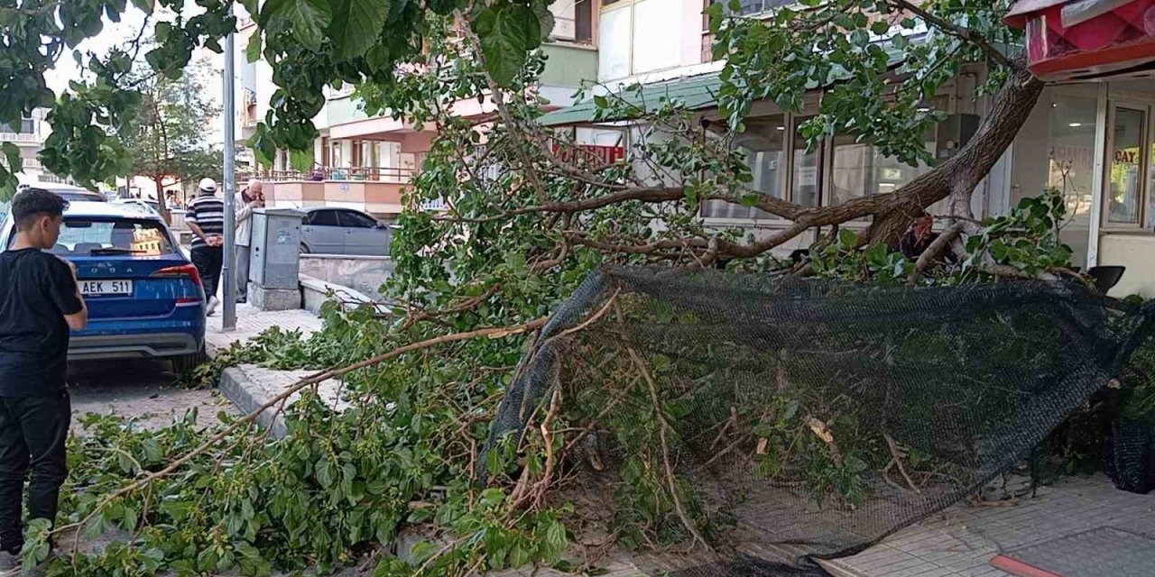 Üzerine Düşen Dal Parçası Hastanelik Etti