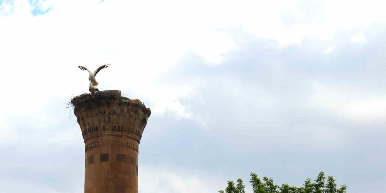 Depremde Yarısı Yıkılan Minareye  Leylek Yuva Yaptı