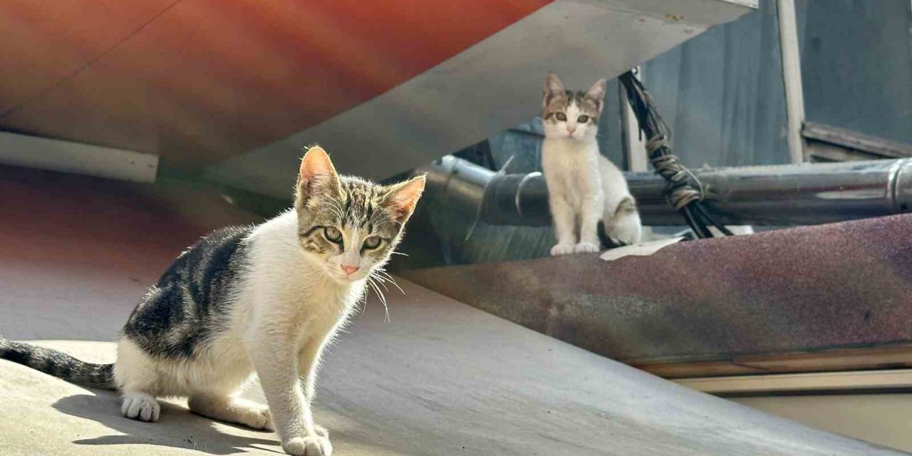 Kadıköy’de Pitbull Dehşeti: Mahalle Sakinleri Yetkililerden Yardım İstedi