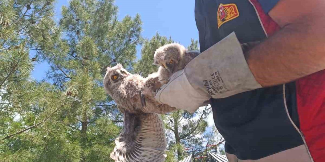 Yuvasından Düşen Yavru Baykuşların İmdadına İtfaiye Ekipleri Yetişti