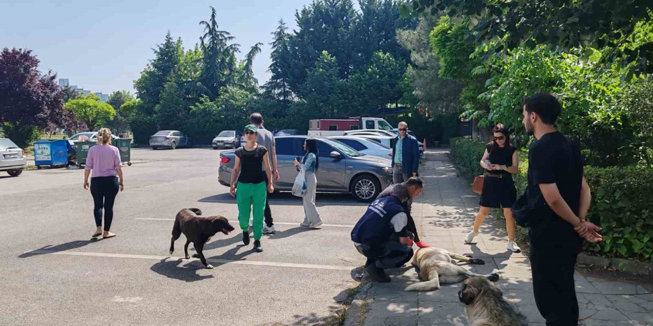 Yahya Kaptan’daki Saldırgan Köpeklere Müdahale