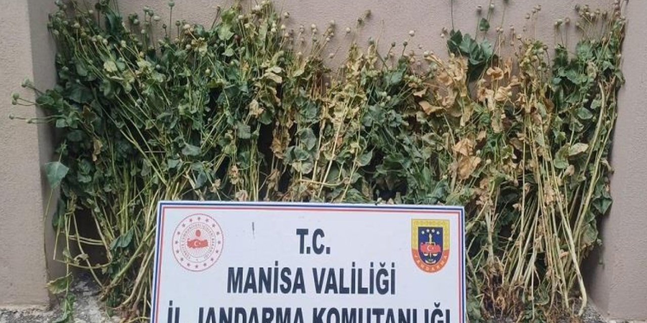 Akhisar’da 222 Kök Haşhaş Ele Geçirildi