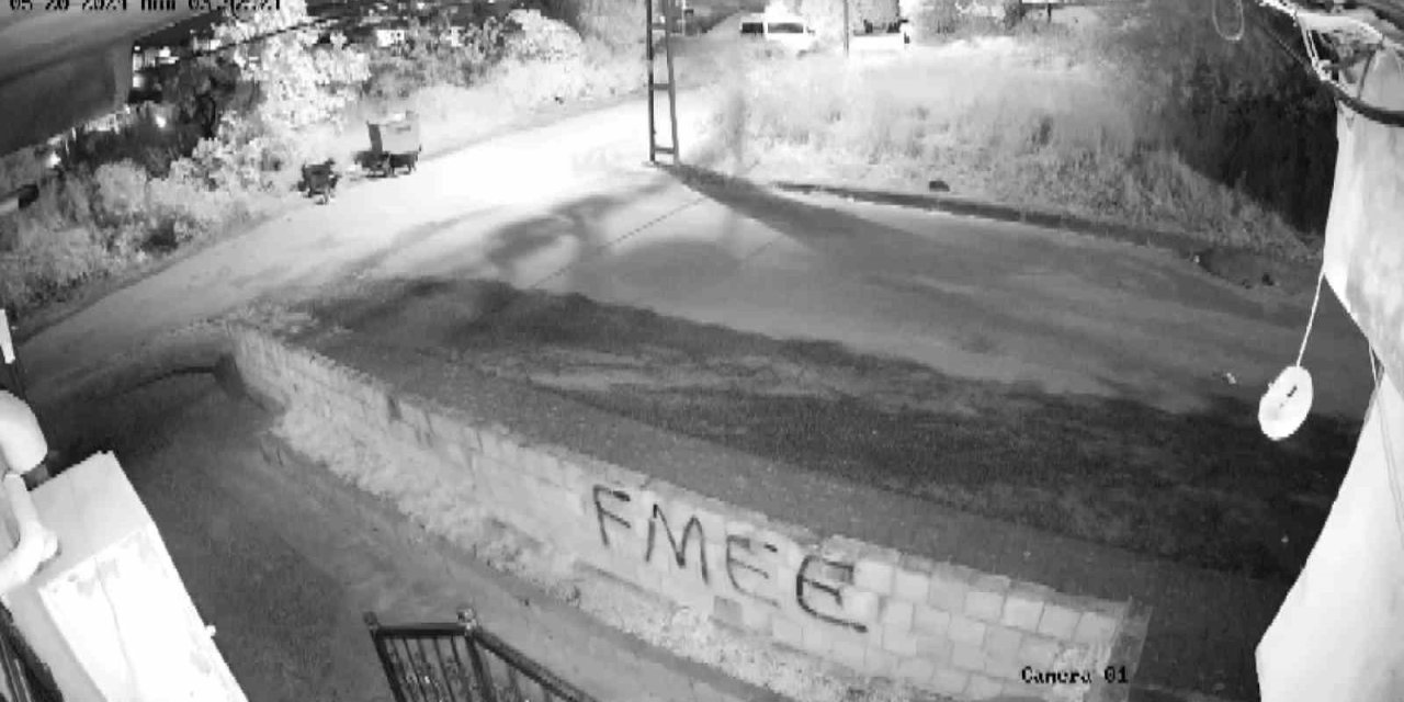 Sokak Köpeklerinin Kediyi Parçalama Anı Kamerada