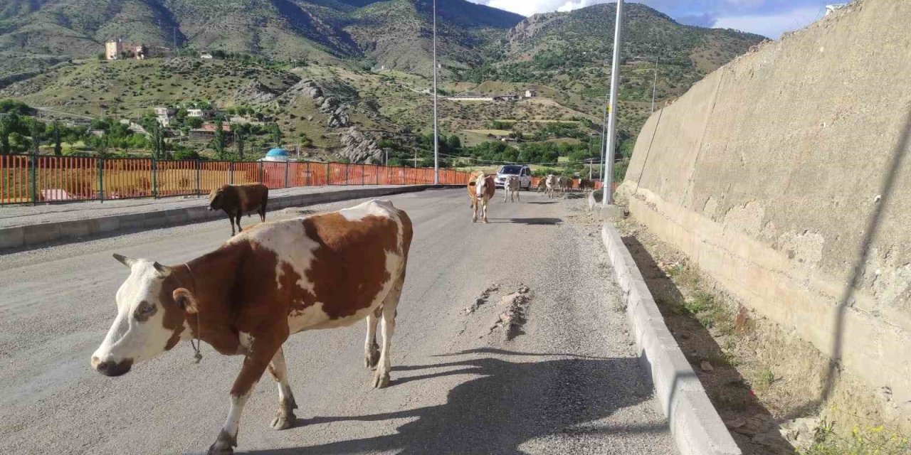 Batman’da Başıboş İnekler, Sürücülere Zor Anlar Yaşatıyor