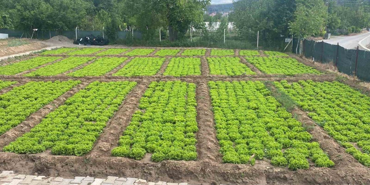 Bahar Yağmurları Tarlalara Can Suyu Oldu