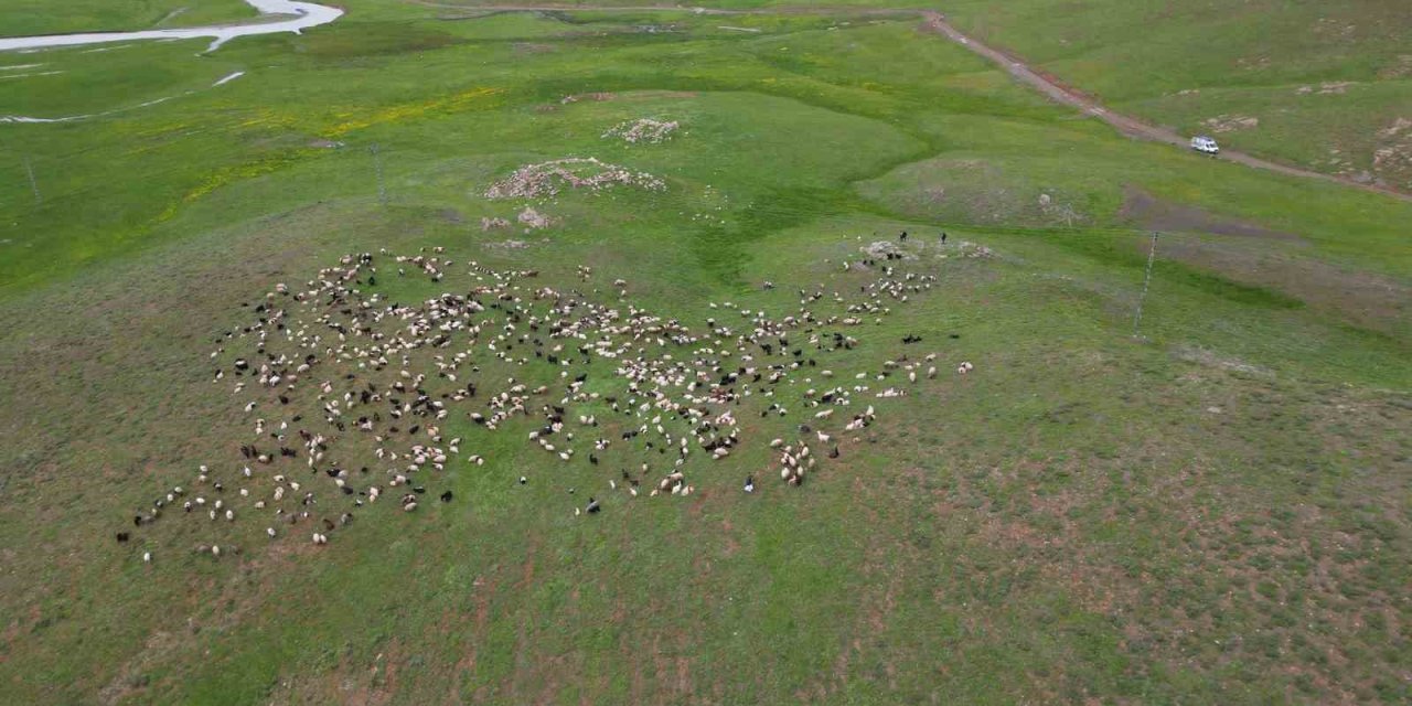 Göçerler Faraşin Yaylası’na Ulaştı