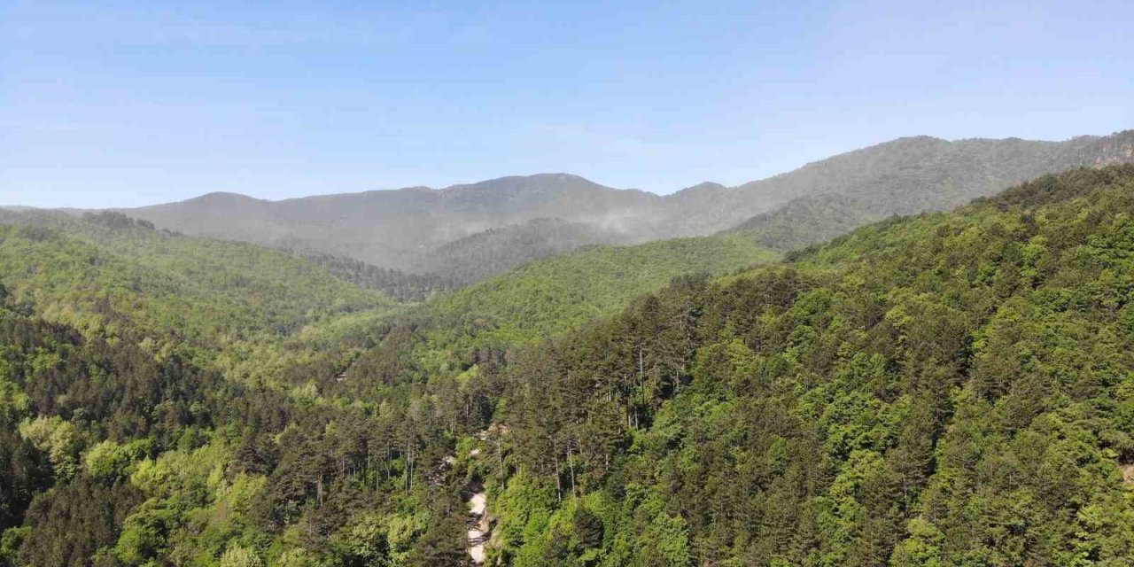 Çanakkale’de Ormanlık Alanlara Giriş Yasaklandı