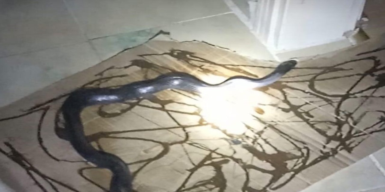 Gafil Avlanan Yılan, Fare Kapanına Takıldı