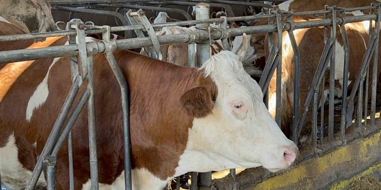 Çiftlikte Teknolojiyi Yenileyince Üretim 2 Katına Çıktı