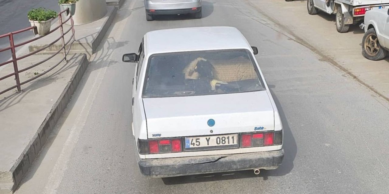 Yalova’da Otomobilin Arka Koltuğunda Koyunu Görenler Şaştı Kaldı