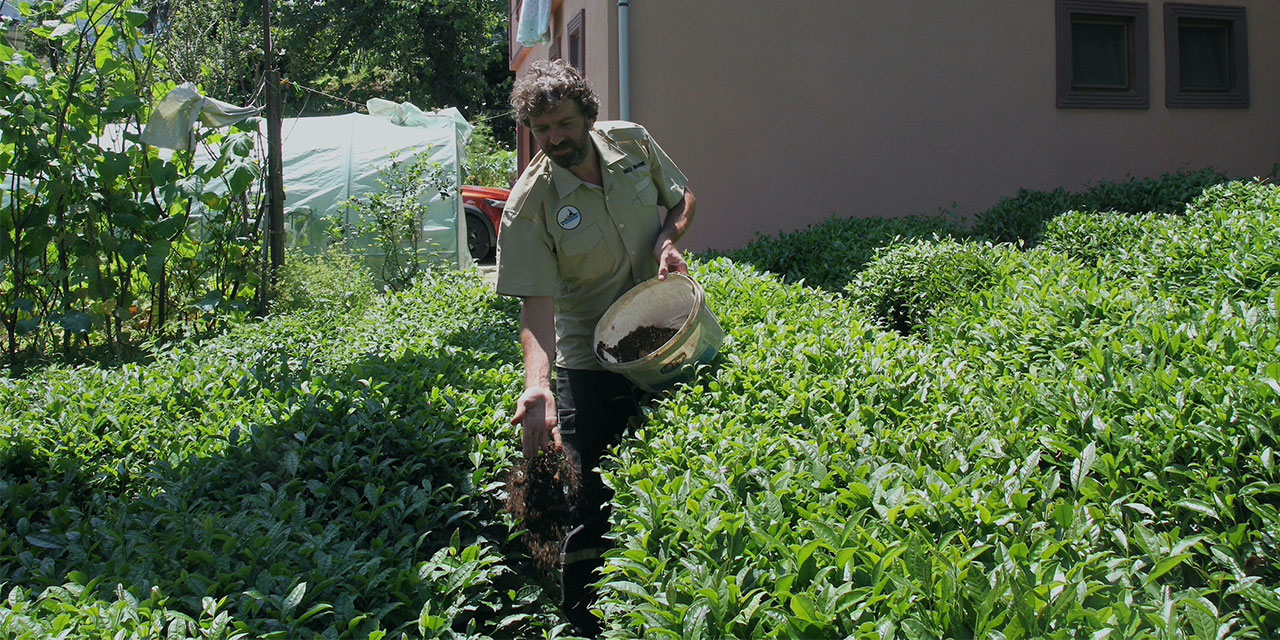 Rize'de mutfak atıklarından ürettiği kompost gübre ile yüzde 20 verim sağladı