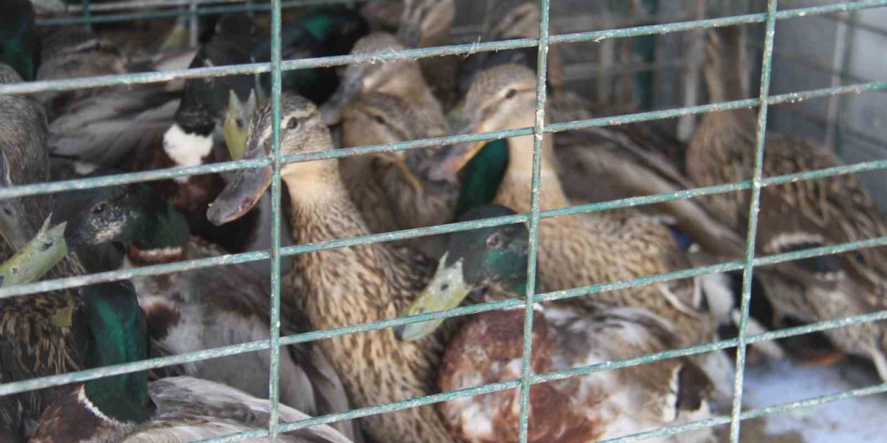 Tedavisi Tamamlanan Yaban Ördekleri Beyşehir Gölü’ne Salındı