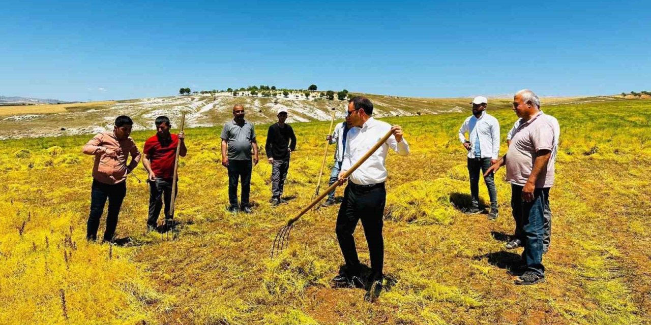 Kaymakam Partal, Mercimek Hasadına Katıldı