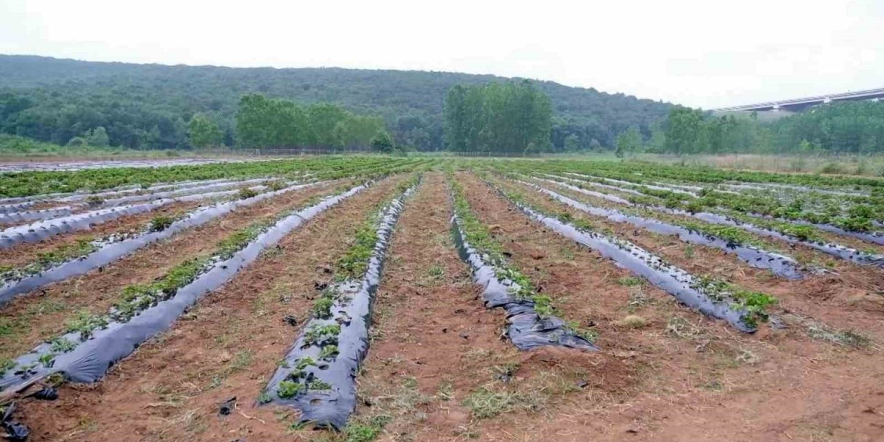 Hasadı Yapılıp Geliri Kız Öğrencilere Bağışlanacaktı: Çilek Tarlasını Talan Ettiler