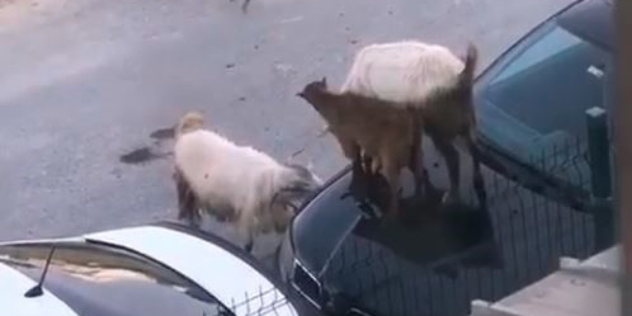 Arabanın Kaputunda Tepinen Keçiler Kamerada