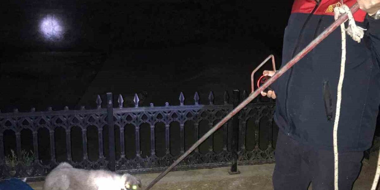 Çay Yatağında Mahsur Kalan Köpekleri İtfaiye Kurtardı