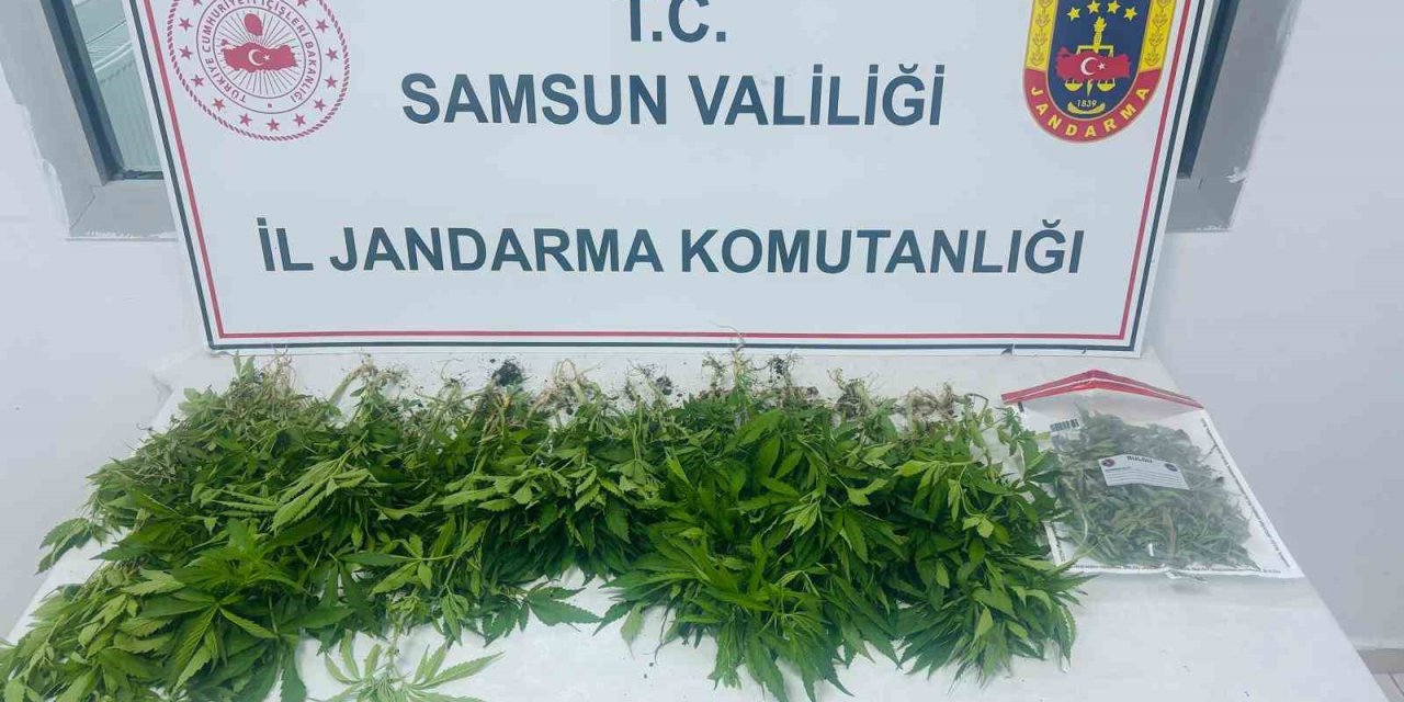 Çarşamba’da Kenevir Operasyonu: 1 Gözaltı