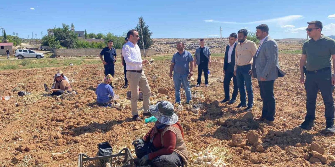 Besni’de Sarımsak Hasadı Başladı