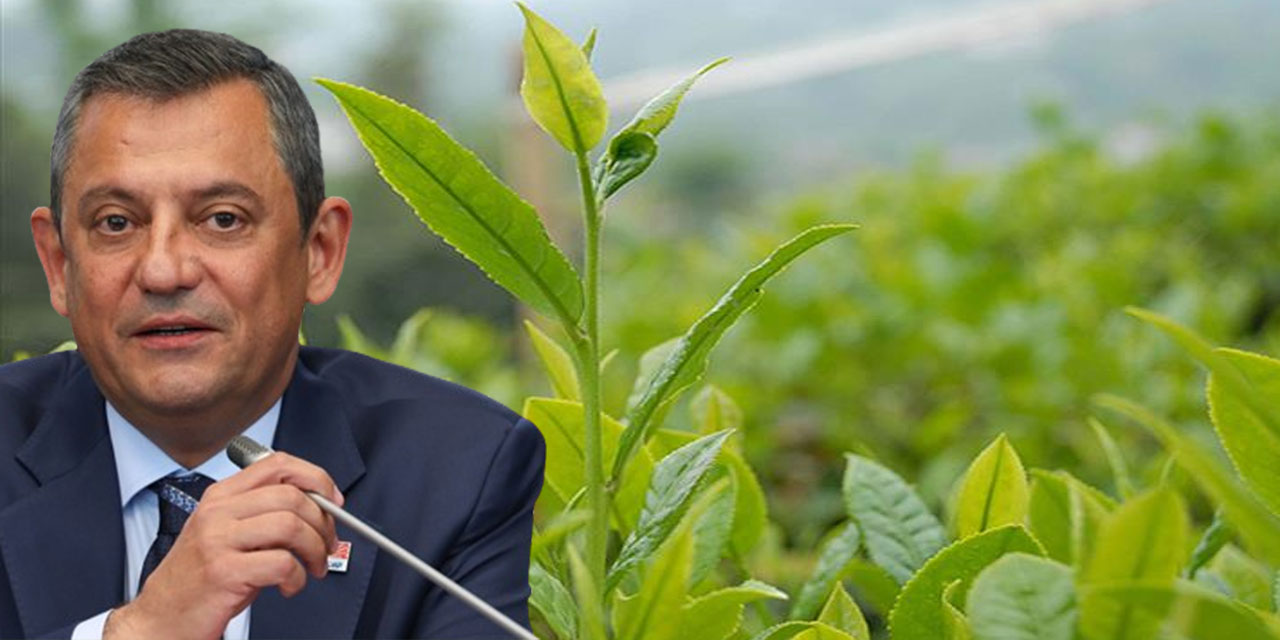 CHP Rize'de Çay Mitingi Düzenliyor! Genel Başkan Özgür Özel de Katılacak!