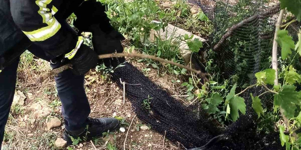 Yayladağ’da İtfaiye Ekipleri Ağlarda Mahsur Kalan Yılanı Kurtardı