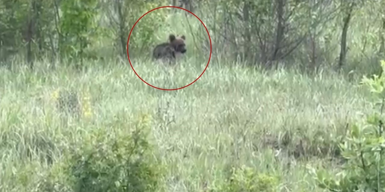 Yavru Ayıyı Bal Yemeye Davet Etti