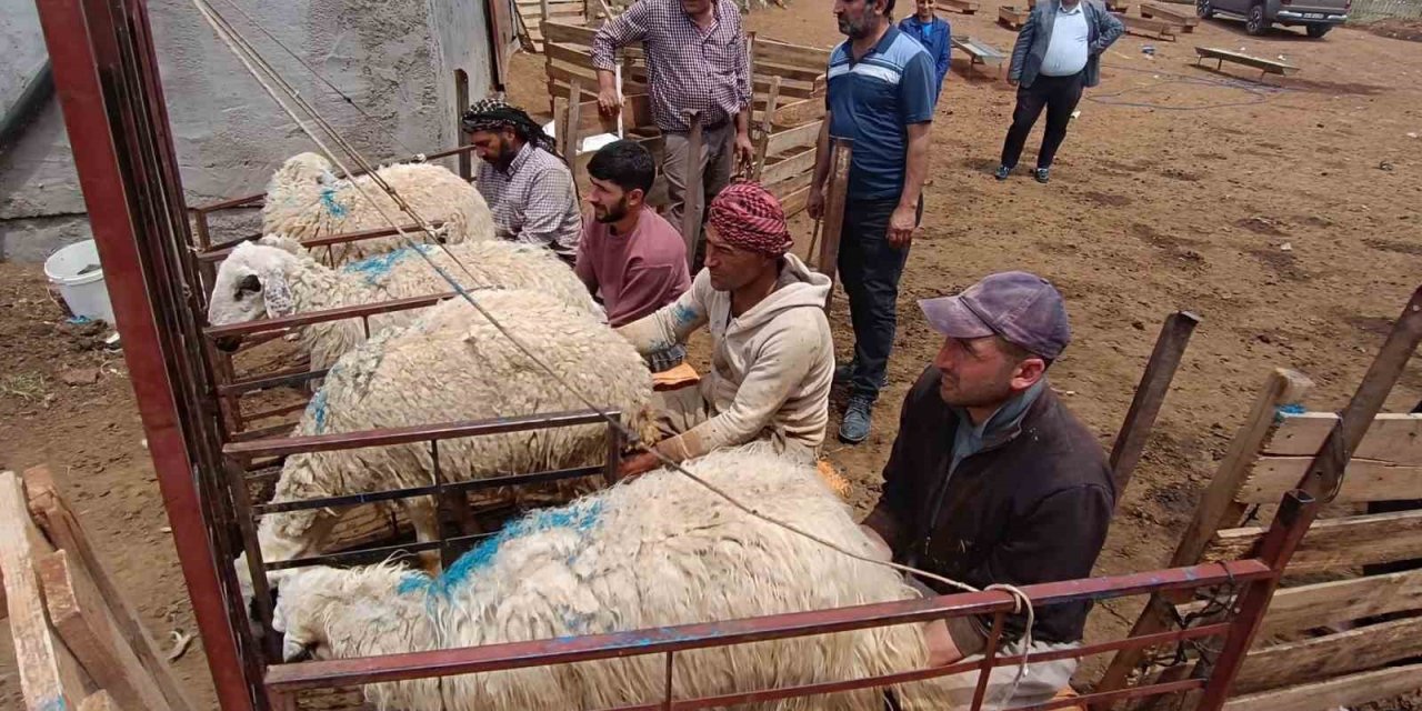 Hayvan Yetiştiricilerinin Zorlu Mesaisi